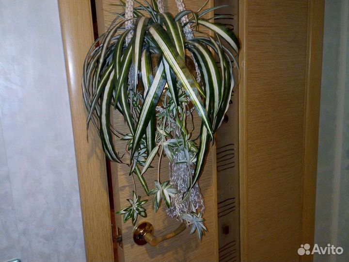 Цветы растения подвес кашпо макраме