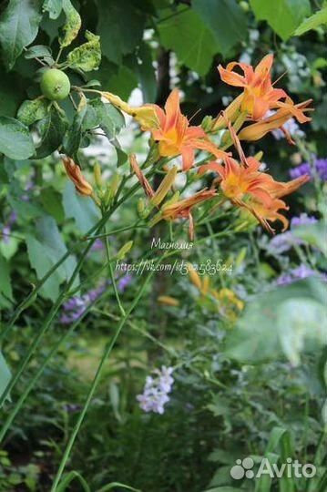 Хоста, лилейник, флоксы, вербена