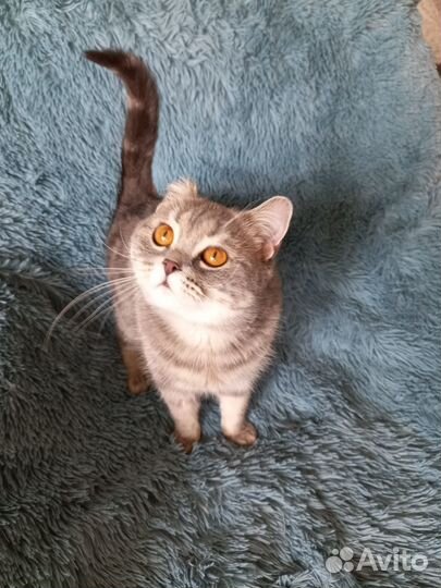 Плюшевая куколка с янтарными глазами