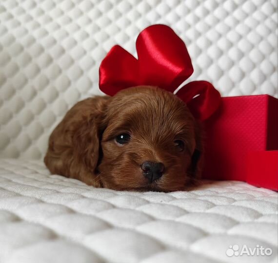 Мальтипу f1 mini