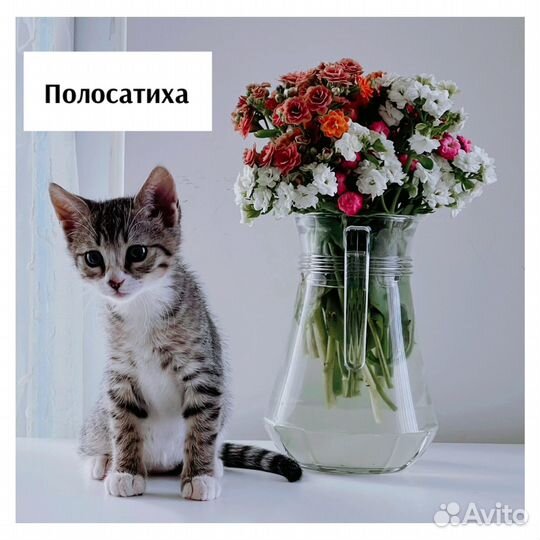 Котята ищут новый дом