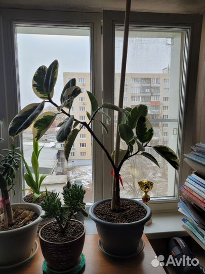 Черенки фикуса