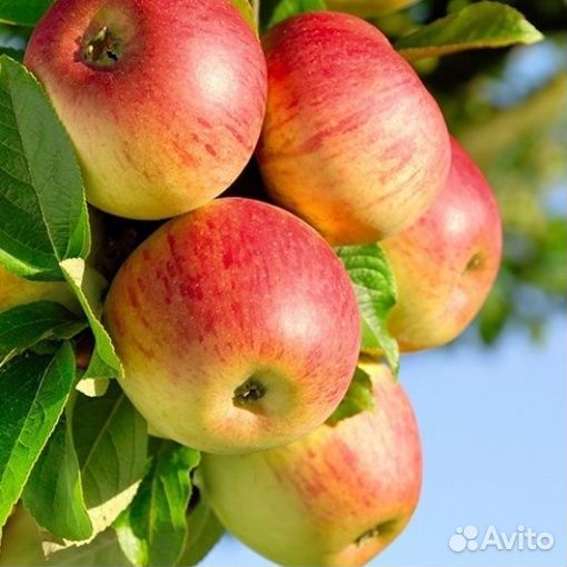Саженцы яблонь традиционных