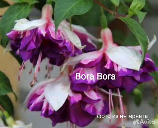 Фуксия сортовая