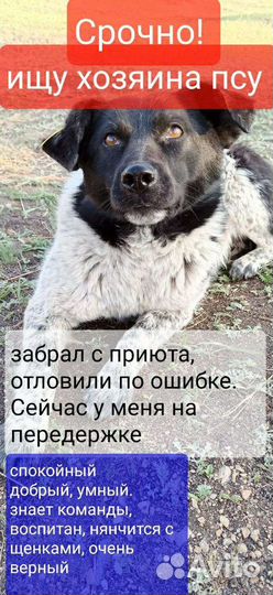 Собака в добрые руки