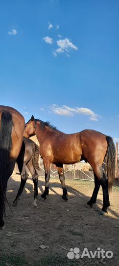 Отец русский тяж мать ресистая