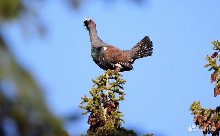 Охота и рыбалка с сопровождением 