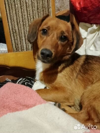 Виллик 1 год 25-30 см в холке