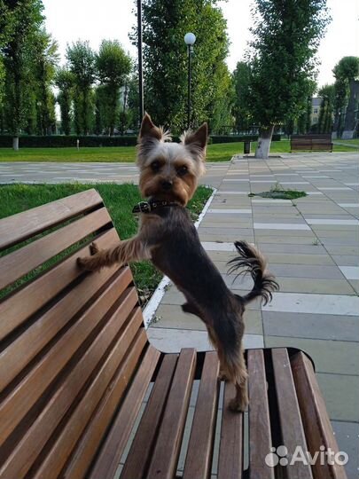 Грумер стрижка собак