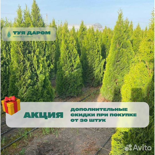 Туя в наличии