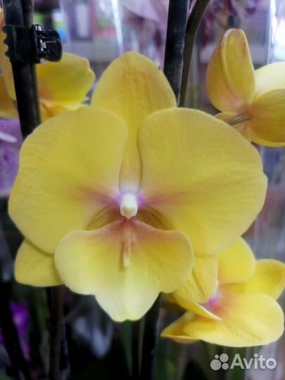 Орхидея Манго биглип