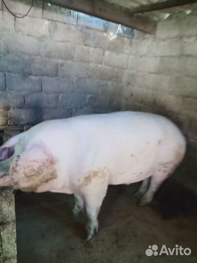 Продам хряка