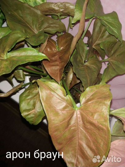 Сингониумы сортовые