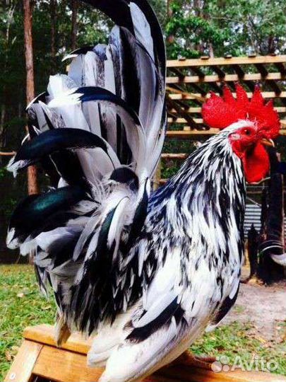 Петух,порода Бентамки