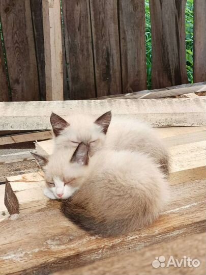 Котята в добрые руки бесплатно