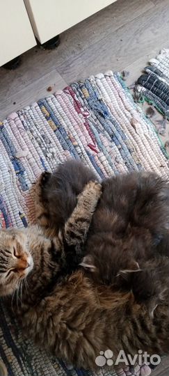Котята майкун метисы