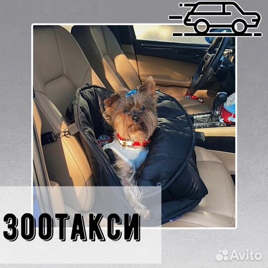 Груминг салон. Стрижка и уход для собак и кошек