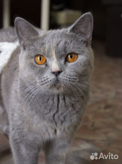 Котята помесь британец шотландец вислоухий