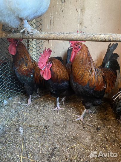 Петух породы маран