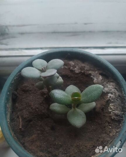 Алоэ, каланхоэ, денежное дерево