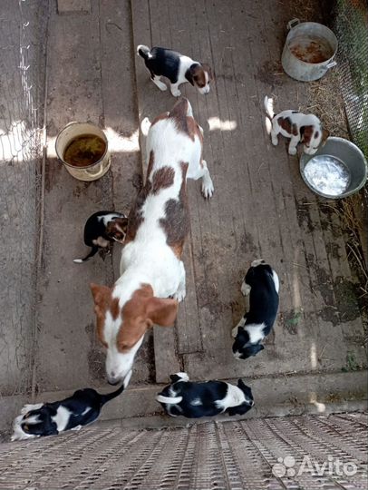 Продаются щенки эстонской гончей