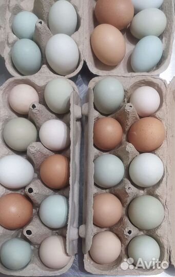 Домашние куриные яйца
