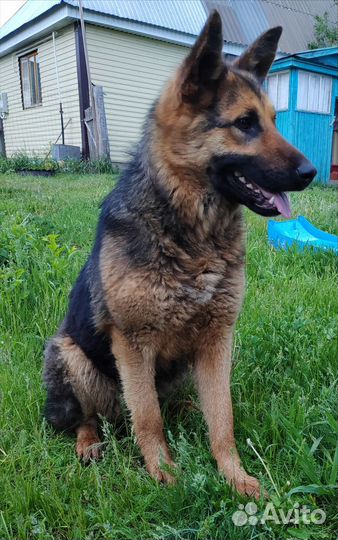 Немецкая овчарка