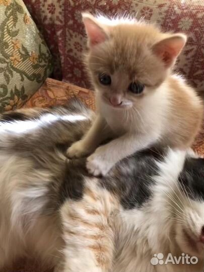 Без кота и жизнь не та