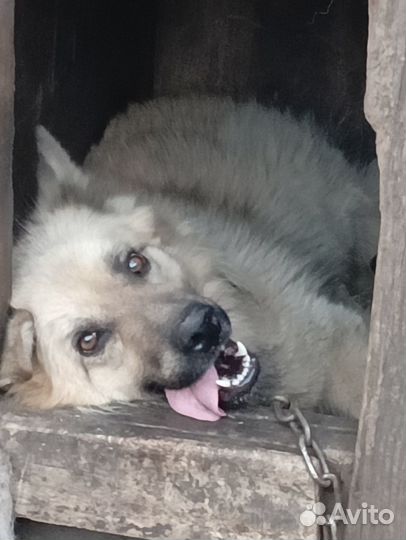 Собака ищет дом