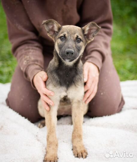 Собаки бесплатно в добрые руки