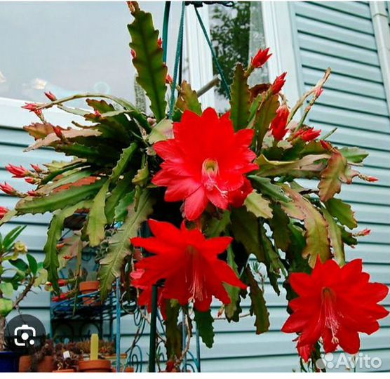 Эпифиллюм цветущий детки