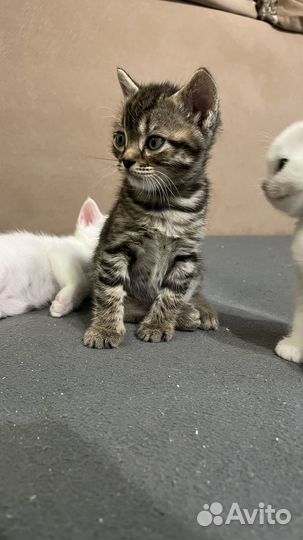 Кошка в дар