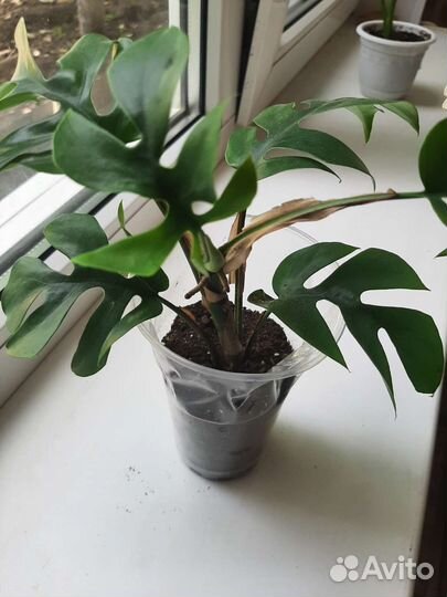 Монстера рафидофора