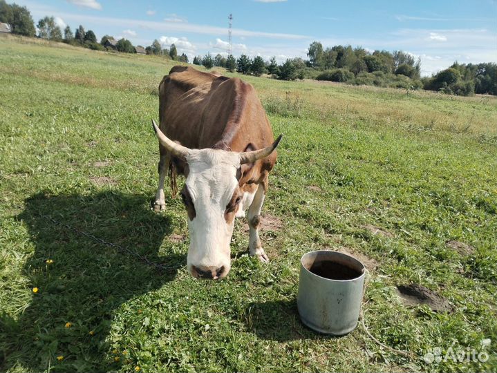 Корова дойная