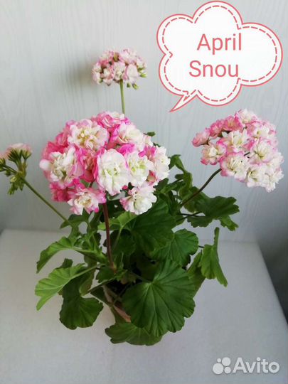 Пеларгония April Snou