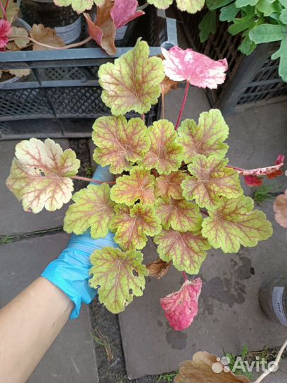 Саженцы гейхеры