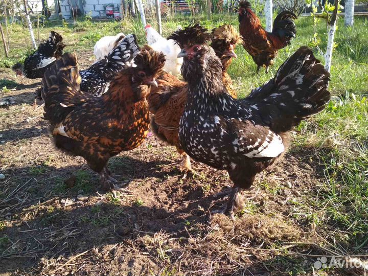 Домашние куриные яйца