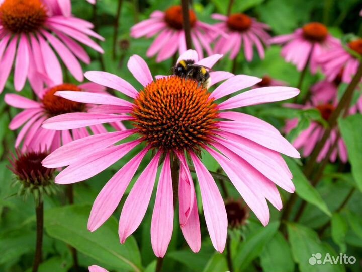 Продам цветы домашние