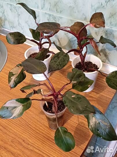 Филодендрон 9 сортов