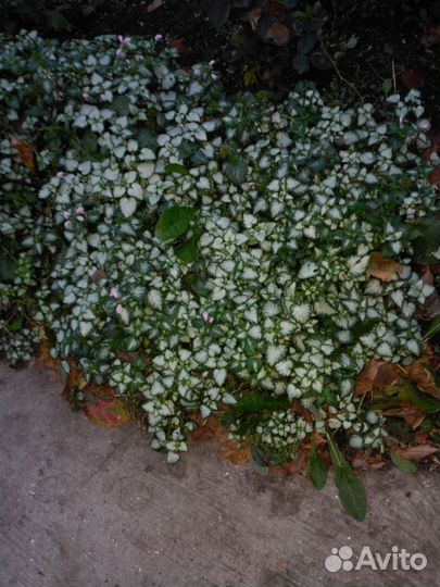 Растения для сада и дачи