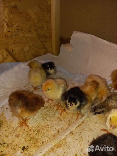 Инкубационное яйцо кур и перепелов