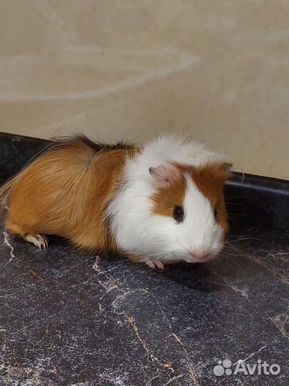 Морские свинки