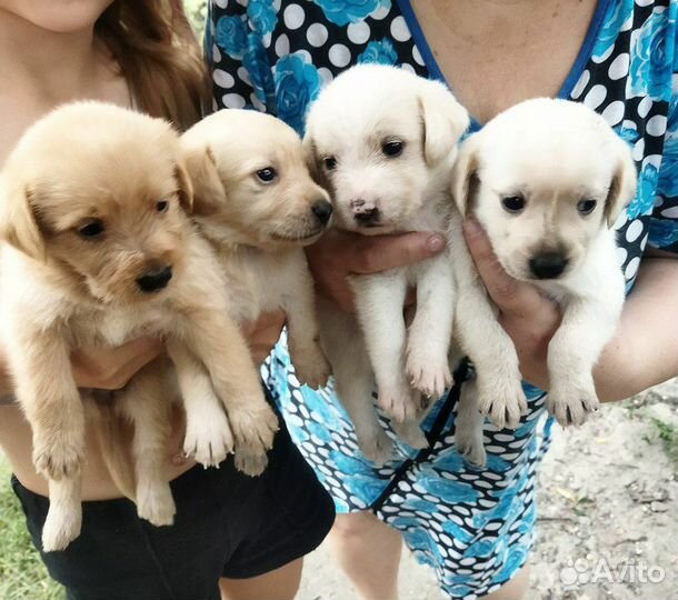 Щенки в добрые руки