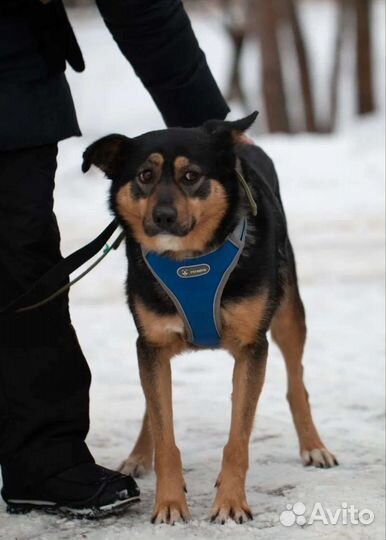 Малышка Труся в добрые руки