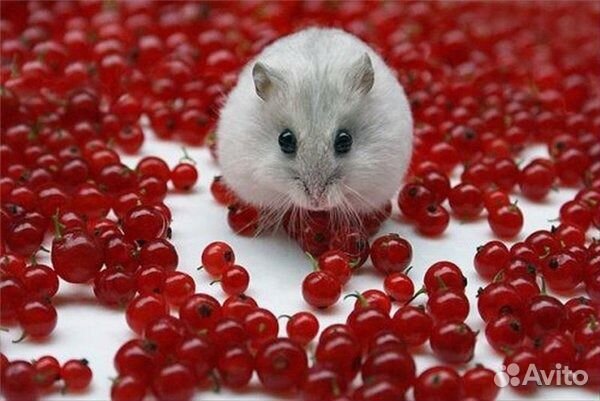 Хомячата на подарки вашим любимым от вас