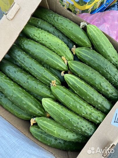 Комплексная поставка овощей фрутов по договору