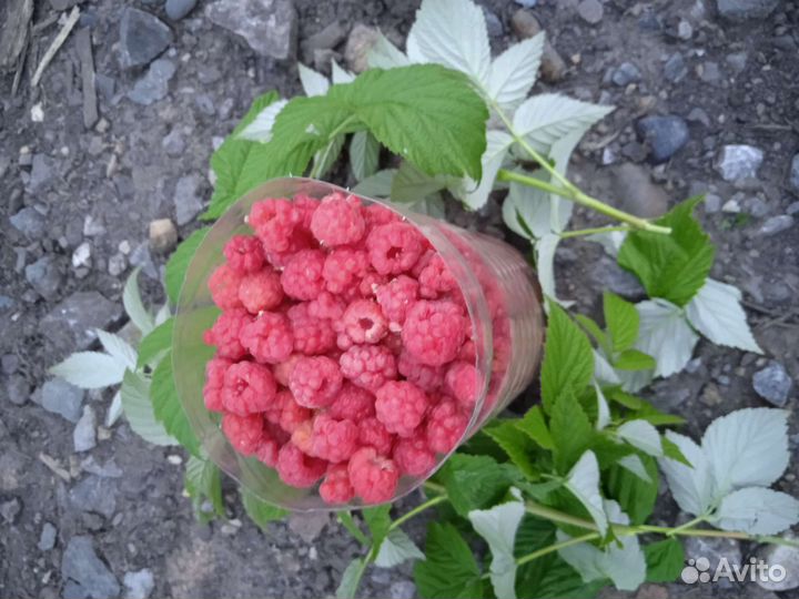 Малина ягоды свежая, лесная