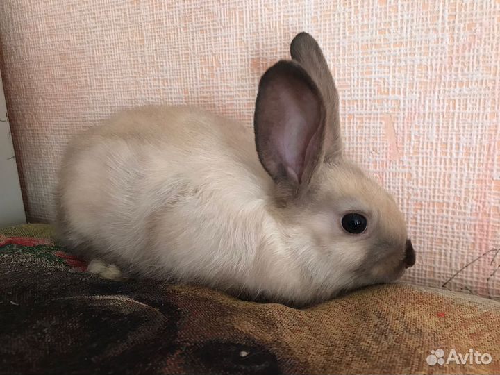 Декоративные крольчата