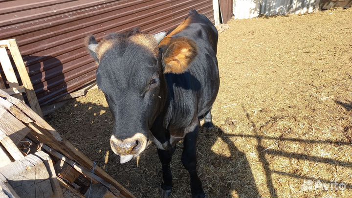 Бычок и Тёлочка