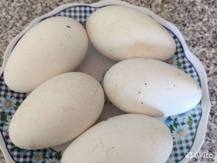 Домашним гусиные яйцо